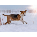 Зара, обворожительная, статная гончая ищет дом