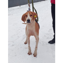 Зара, обворожительная, статная гончая ищет дом