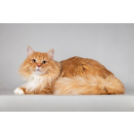 Рыжий котик Пушкин ищет семью.