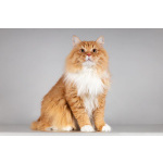 Рыжий котик Пушкин ищет семью.