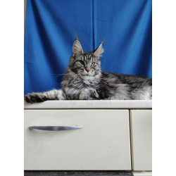 Шикарная меховая девочка