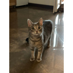 Юная кошечка Алиса в поисках дома. 7 месяцев