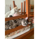 Юная кошечка Алиса в поисках дома. 7 месяцев