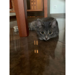 Юная кошечка Алиса в поисках дома. 7 месяцев