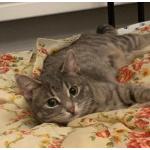 Юная кошечка Алиса в поисках дома. 7 месяцев