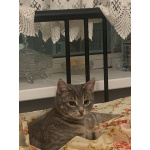 Юная кошечка Алиса в поисках дома. 7 месяцев