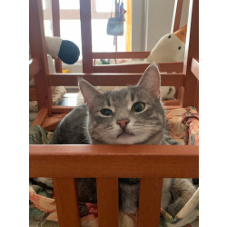 Юная кошечка Алиса в поисках дома. 7 месяцев