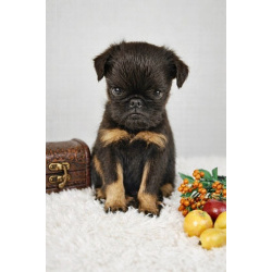 Щенки Бельгийского гриффона и Брабансона