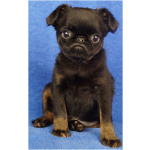 Щенки бельгийского гриффона и пти брабансона