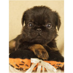 Щенки бельгийского гриффона и пти брабансона