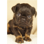 Щенки бельгийского гриффона и пти брабансона