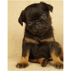 Щенки бельгийского гриффона и пти брабансона