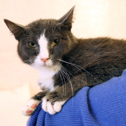 Кот ДымОК ищет дом