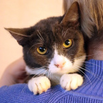 Кошка Анечка ищет дом