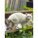 Кошка Белочка ищет дом