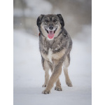 Ласковая, жизнерадостная, позитивная Златочка ждет свою семью, мечтает о доме.