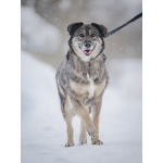 Ласковая, жизнерадостная, позитивная Златочка ждет свою семью, мечтает о доме.