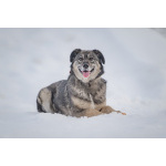 Ласковая, жизнерадостная, позитивная Златочка ждет свою семью, мечтает о доме.