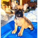 Щенки французкого бульдога