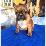 Щенки французкого бульдога