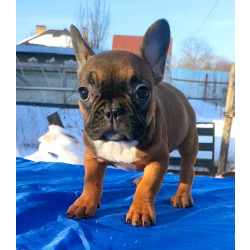 Щенки французкого бульдога