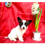 Щенки папийона