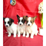 Щенки папийона