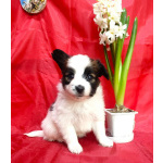 Щенки папийона