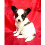 Щенки папийона