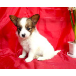 Щенки папийона