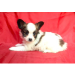 Щенки папийона