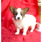 Щенки папийона