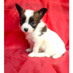 Щенки папийона