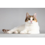 Красавица Ника ищет семью.