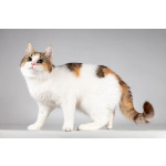 Красавица Ника ищет семью.