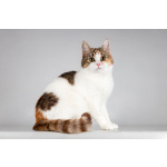 Красавица Ника ищет семью.