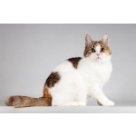 Красавица Ника ищет семью.