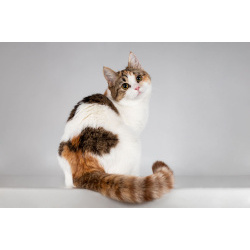 Красавица Ника ищет семью.