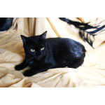 Ласковая чёрная кошка Веточка в дар