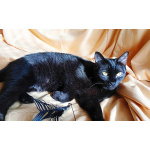 Ласковая чёрная кошка Веточка в дар