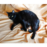 Ласковая чёрная кошка Веточка в дар