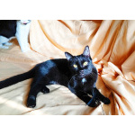 Ласковая чёрная кошка Веточка в дар