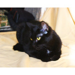 Ласковая чёрная кошка Веточка в дар