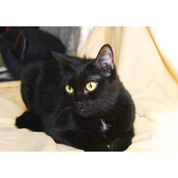 Ласковая чёрная кошка Веточка в дар