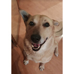 Лапус самый человекоорентированный пёс на свете!