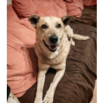 Лапус самый человекоорентированный пёс на свете!