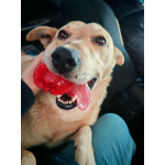 Лапус самый человекоорентированный пёс на свете!