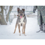 Ласковая, добрая собака Мэри мечтает о родной семье и доме