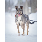 Ласковая, добрая собака Мэри мечтает о родной семье и доме