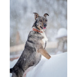 Ласковая, добрая собака Мэри мечтает о родной семье и доме